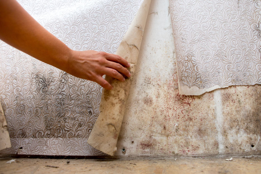 Professional mold removal and remediation in Cypress TX